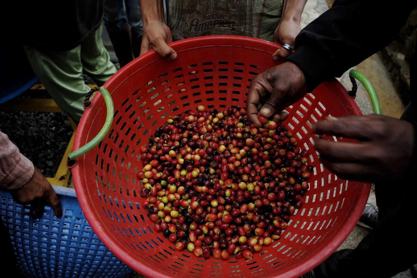 Mani che selezionano le ciliegie del caffè: una fotografia dalle origini Wanawake