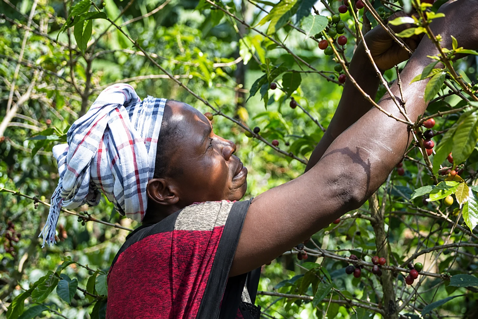 La raccolta del caffè del progetto Congo Amka: immagine restaurata dalla fotografia originale